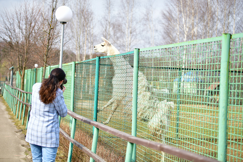 В Ярославском зоопарке в вольер выпустили детеныша ламы: кадры