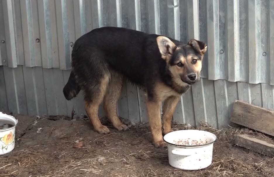 Программа «Спецкор»: бронзовую собаку посадят на ярославскую набережную
