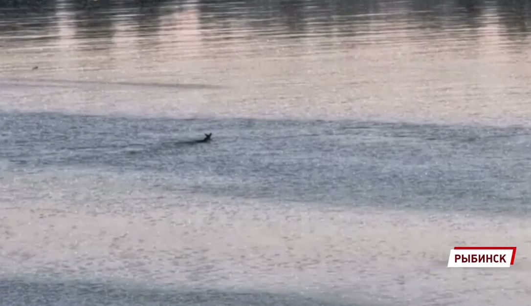Жители Рыбинска сняли на видео, как лось переплыл Волгу