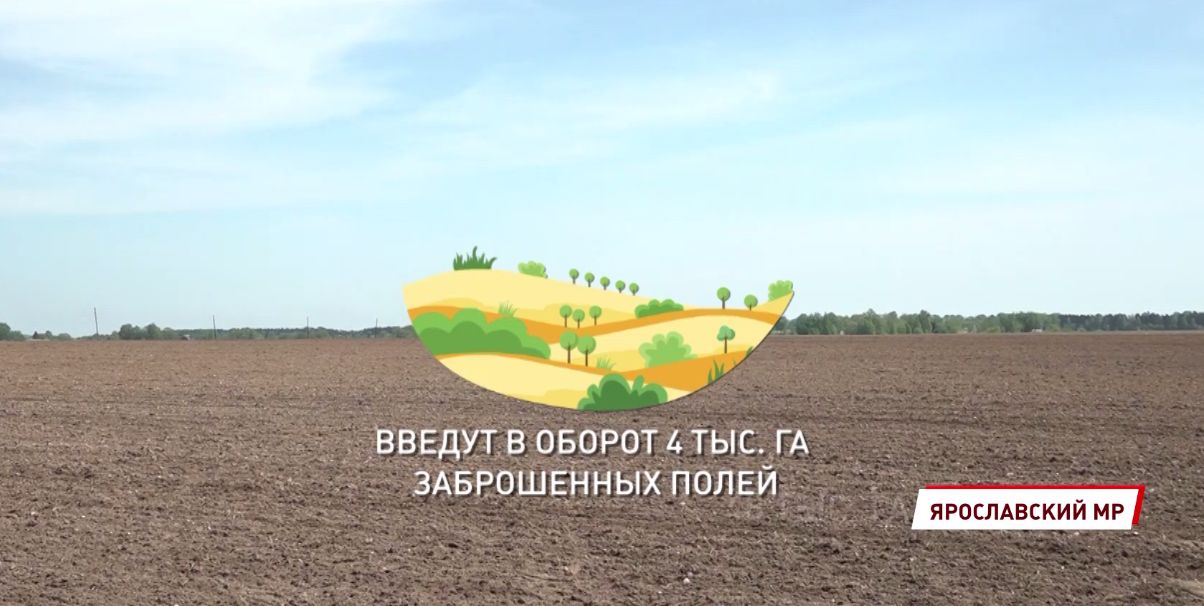 В Ярославской области засеют 4 тысячи ранее заброшенных гектаров земли