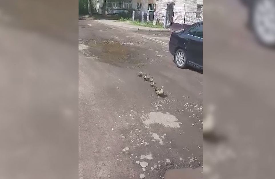 Ярославцы сняли на видео, как мама-утка ведет утят в брагинский детский сад