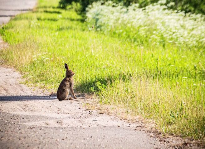 Жители Рыбинска заметили дикого зайца в городе