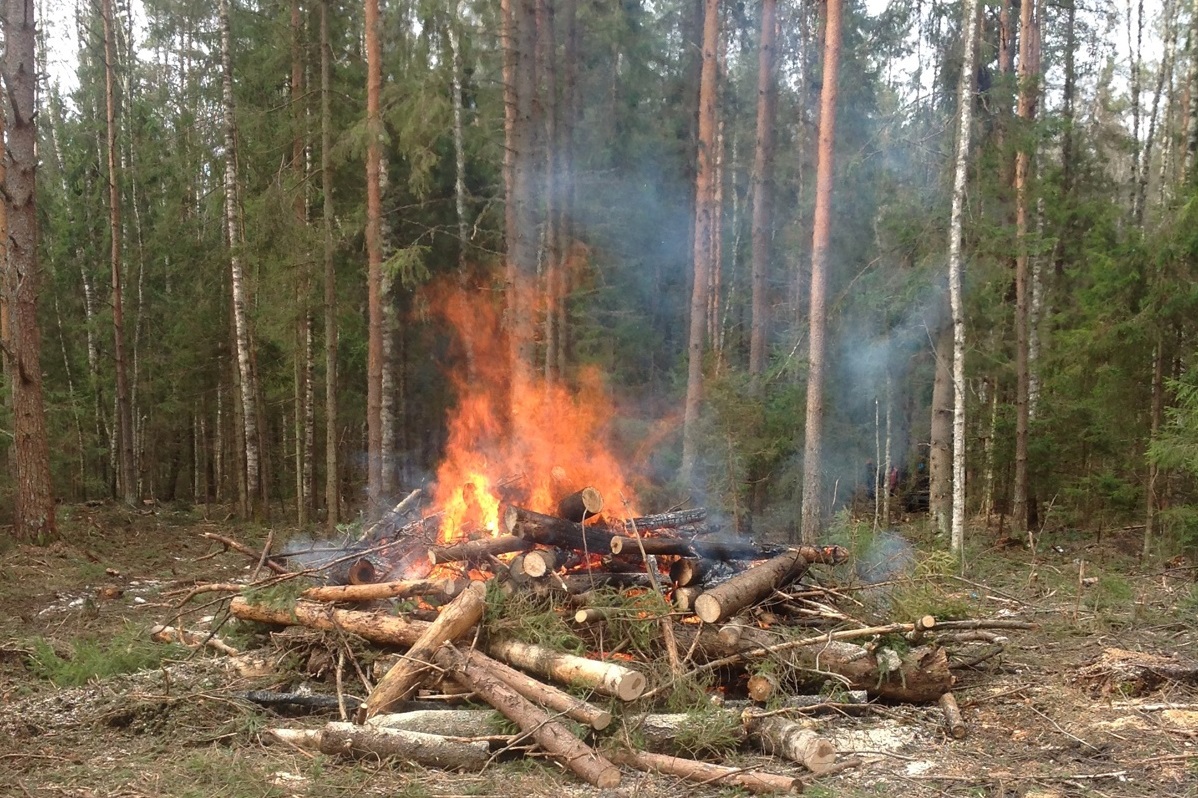 В Ярославской области запретили посещать леса
