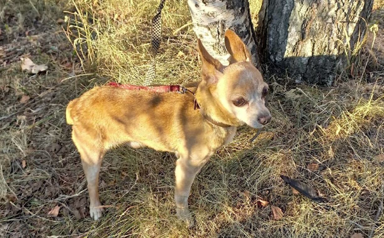 В Ярославле собаку оставили привязанной на жаре на несколько дней без еды и воды