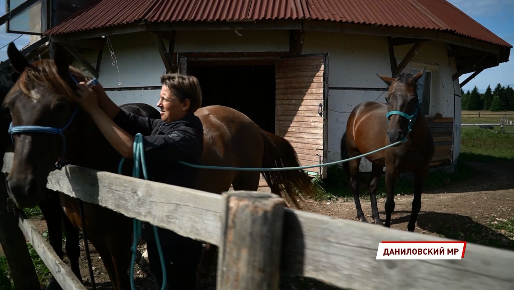 В уникальном хозяйстве сестёр Юстиновых в Ярославской области находится активная конюшня «Вольные кони»