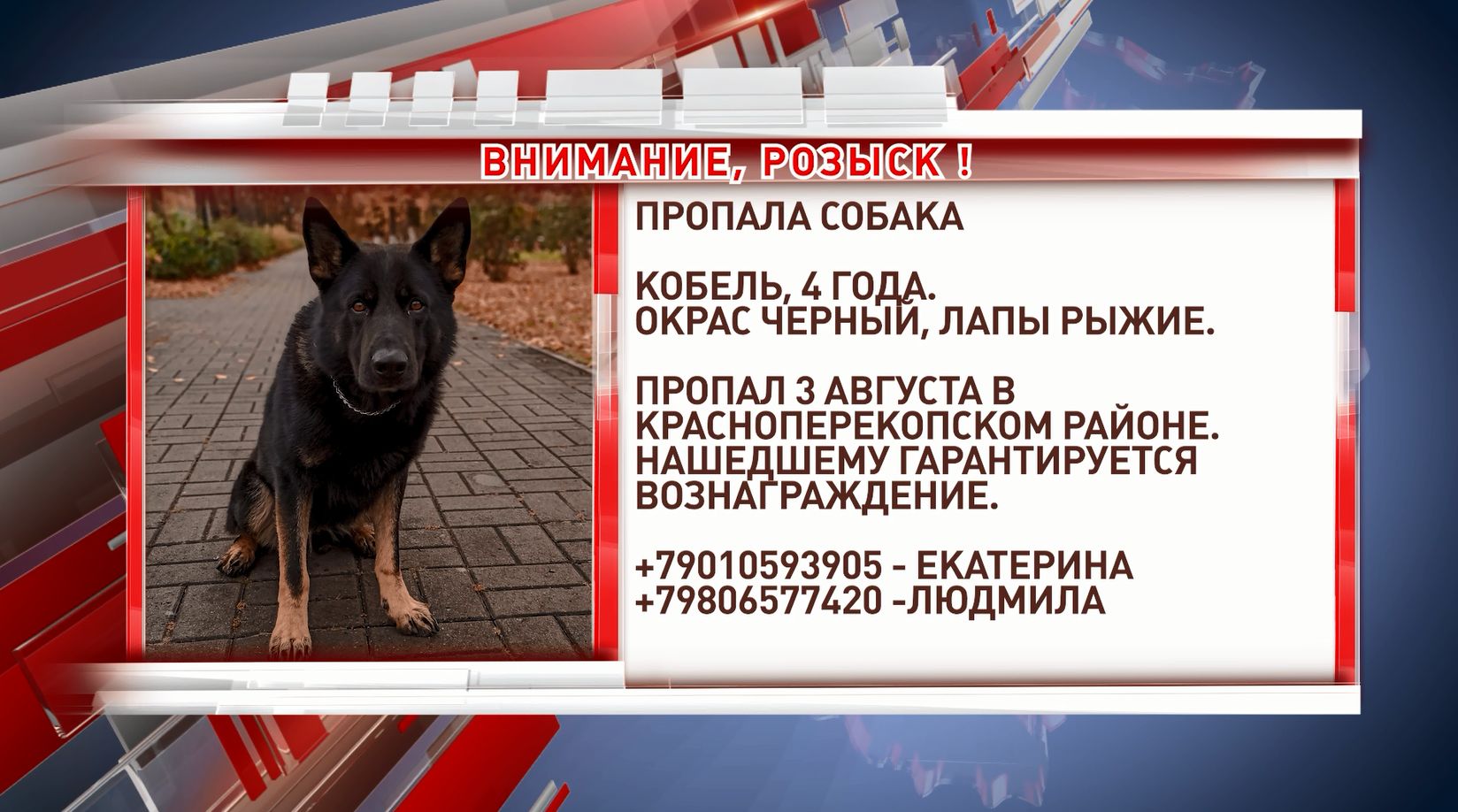 3 августа в Красноперекопском районе потерялась собака.