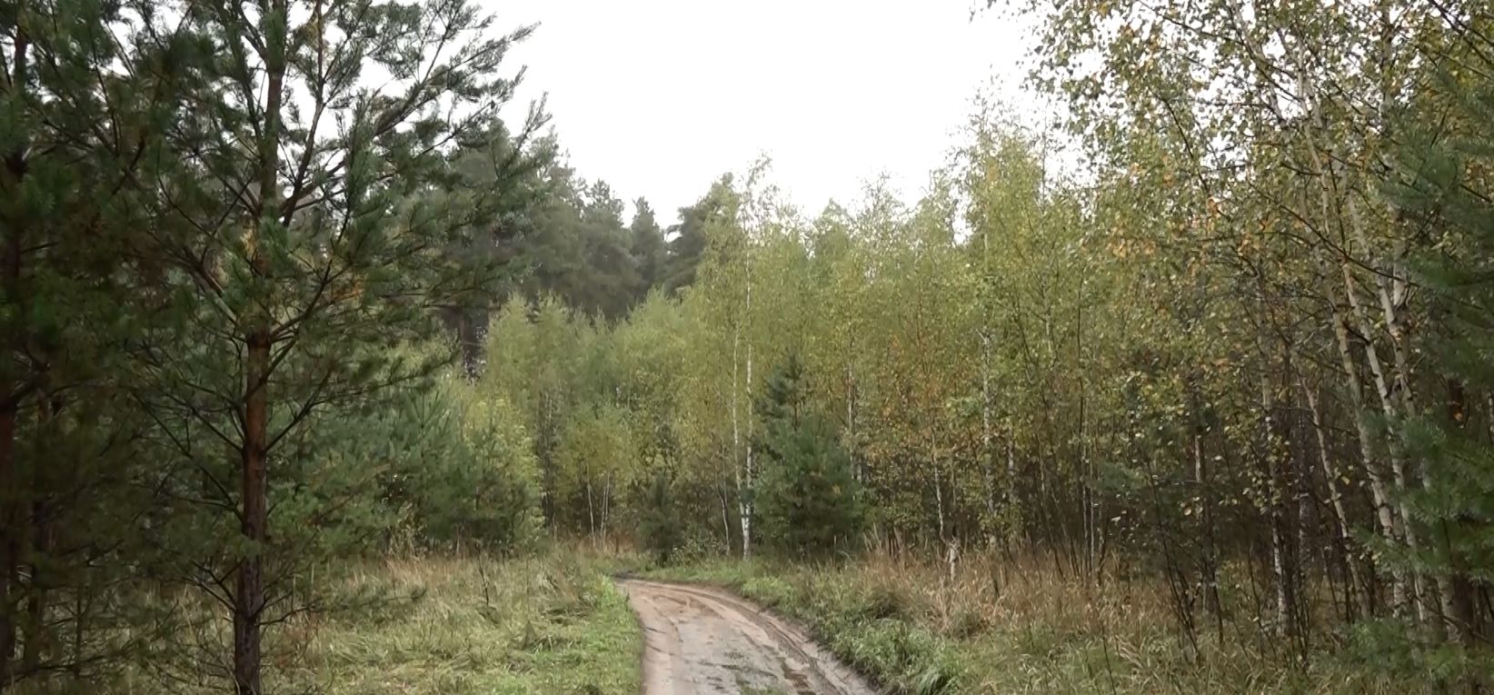 Сотрудники ГИБДД ОМВД России по Угличскому району помогли выйти из леса заблудившемуся грибнику