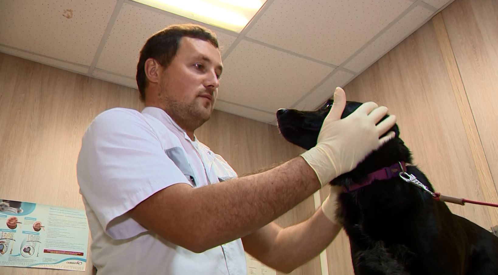 Ярославские ветеринары фиксируют увеличение числа вирусных заболеваний у четвероногих