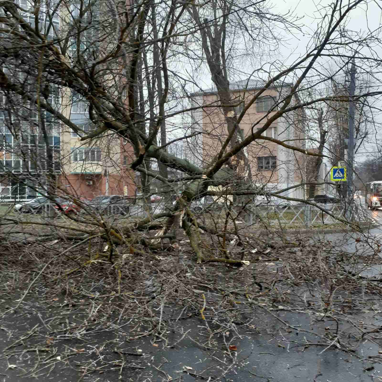 В Ярославле на Республиканской упало дерево, на Ленина - автобус съехал с дороги