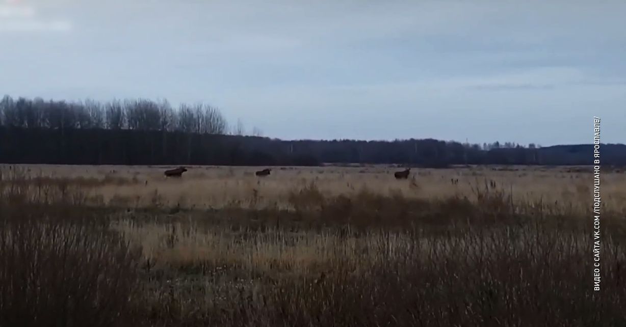 В Ярославской области недалеко от Левцово лоси гуляли в поле