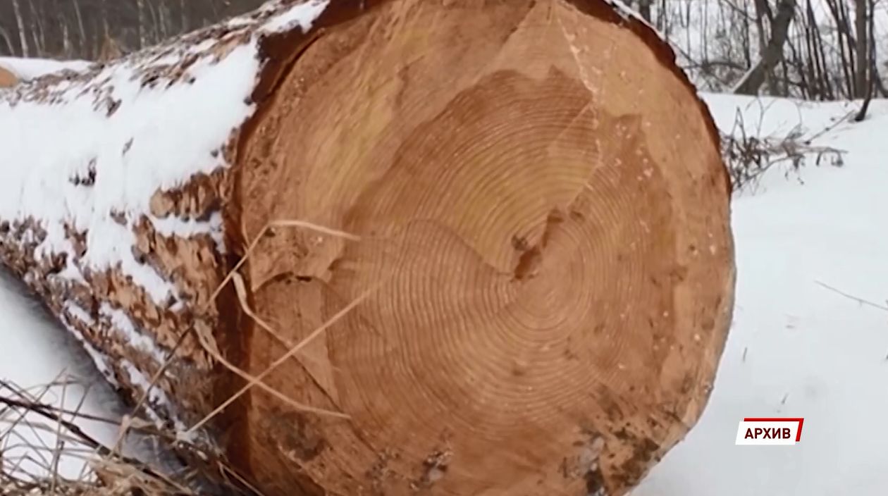 В Некрасовском районе Ярославской области на четырехлетнюю девочку упало дерево