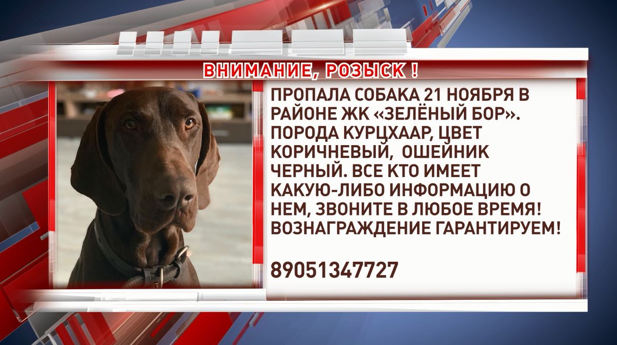 В Заволжском районе Ярославля пропала собака породы курцхаар