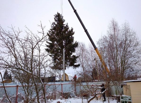 Житель Рыбинска Ярославской области подарил городу 15-метровую елку