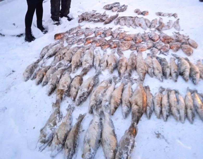 Более 200 тысяч ущерба: в Ярославской области поймали рыбака-браконьера