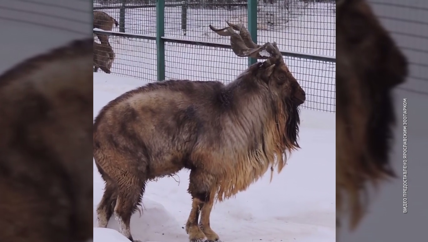 В Ярославском зоопарке появились новые обитатели