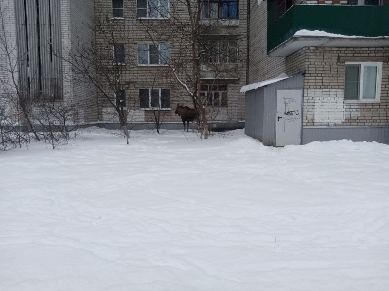 Огромный лось гуляет у многоэтажек в Ярославле: кадры