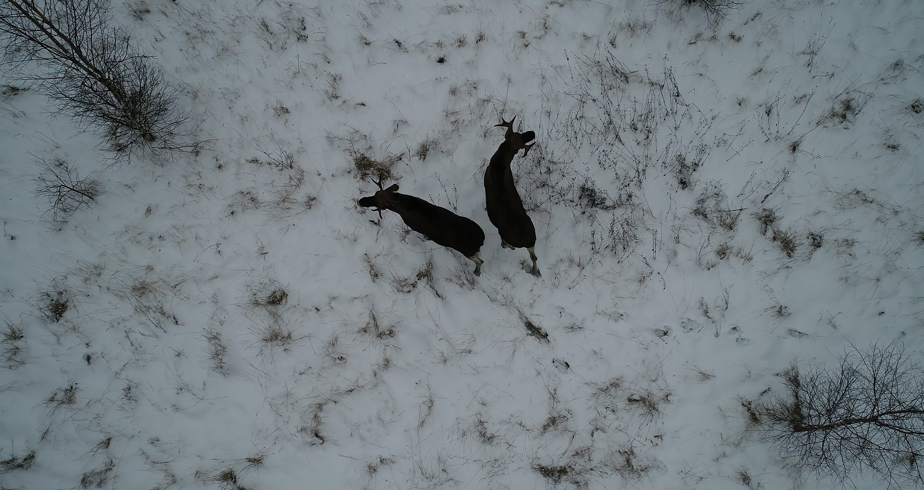 Зимний маршрутный учет охотничьих животных начался в Ярославской области