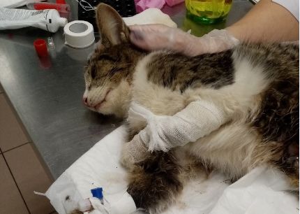 «Пытали и измывались»: в Ярославле спасают кошку, ставшей жертвой живодера