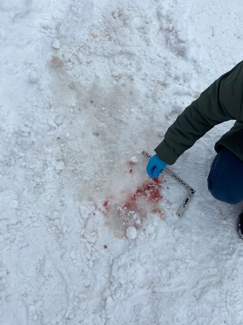 В Переславле-Залесском бродячие собаки на смерть загрызли женщину