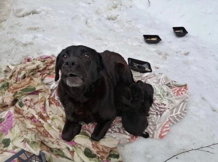 «Нет предела человеческой подлости и предательства»: в Ярославской области «выкинули» собаку со щенками