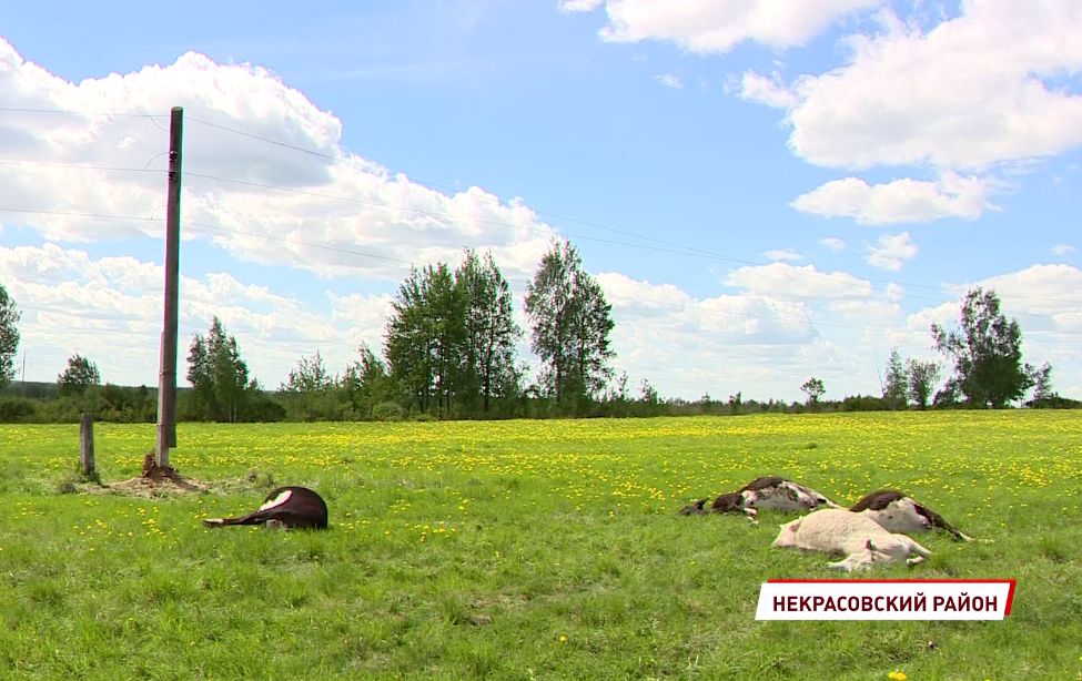 Компенсацию за убитых током коров ярославский фермер отсудил у энергетиков