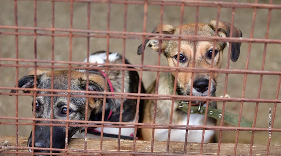В Госдуме предложили штрафовать владельцев домашних животных: за что?
