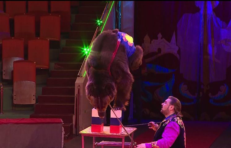 Ярославский цирк ждет зрителей на новое шоу