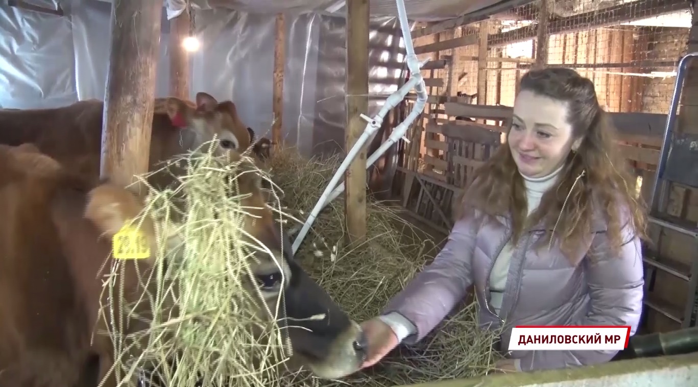 Женщина-фермер из Данилова рассказала, как как променяла карьеру юриста на стадо коров