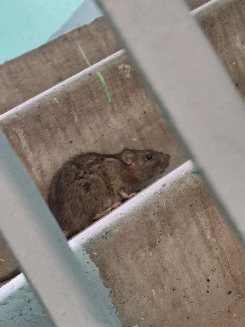 Могут переносить бешенство: жители Брагино жалуются на огромных крыс в подъездах