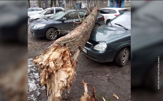 В Ярославле упавшее дерево раздавило несколько автомобилей