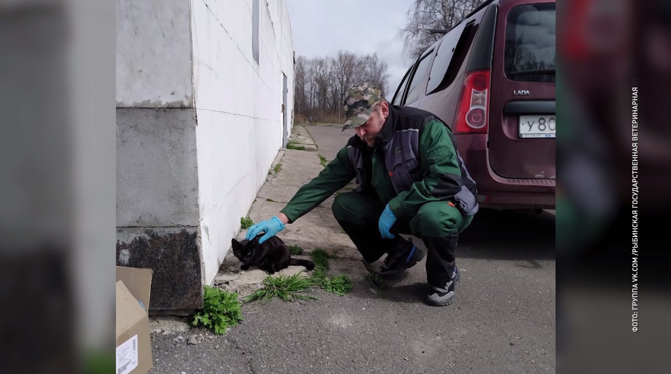 В Рыбинске на прививку от бешенства самостоятельно пришли две бездомные собаки и кошка