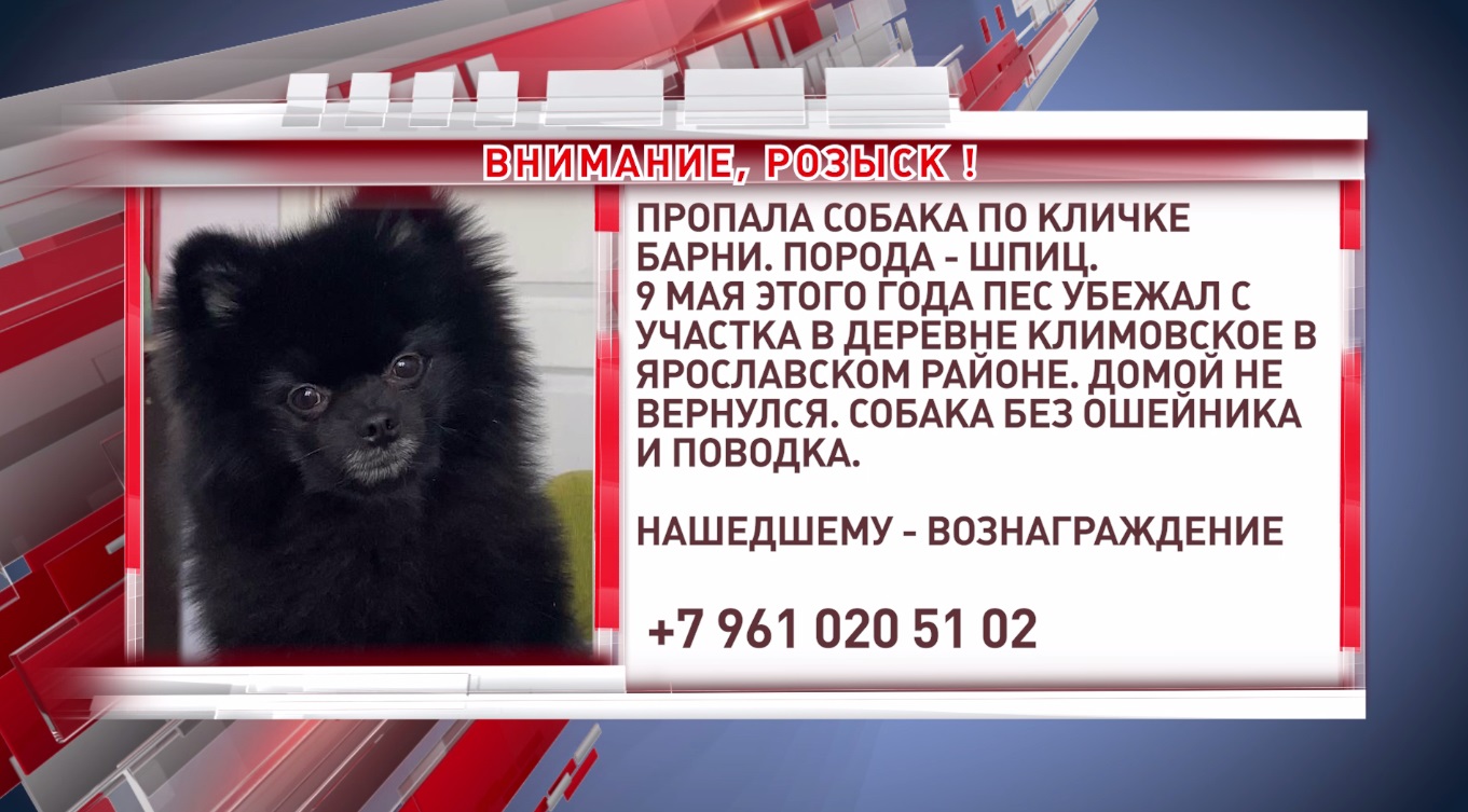 В Ярославской области пропала собака по кличке Барни