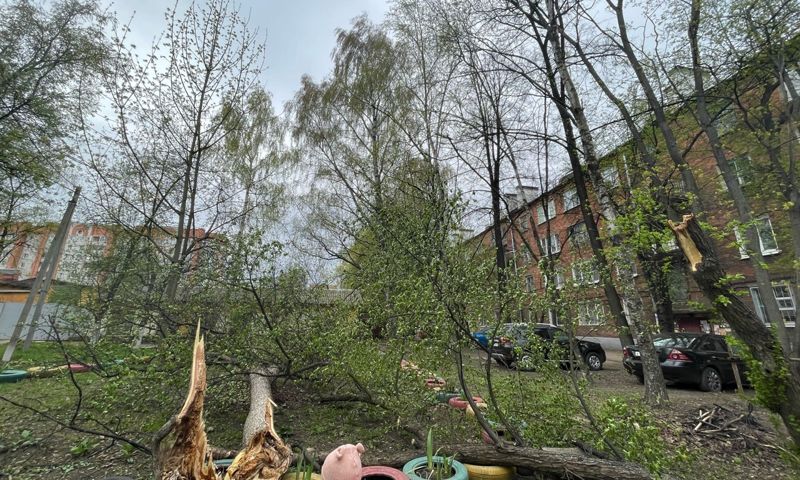 Упавшие деревья и оборванные линии электропередач: в Ярославль пришла непогода
