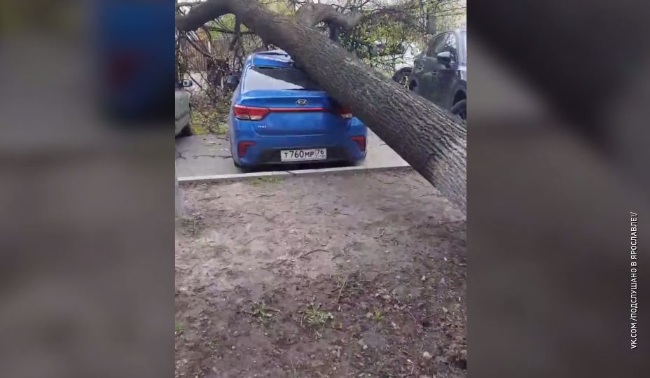 В центре Ярославля дерево рухнуло на автомобиль
