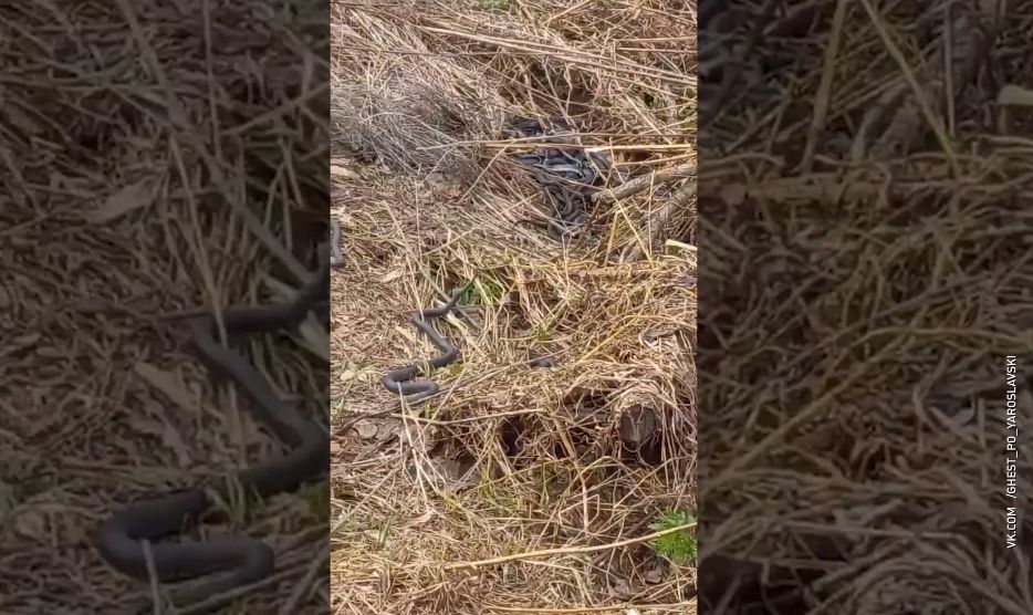 Клубки гадюк под ногами: в Ярославской области активизировались змеи