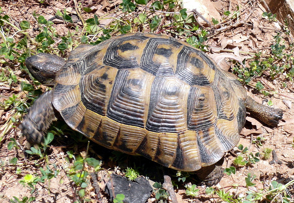 23 мая — день черепах