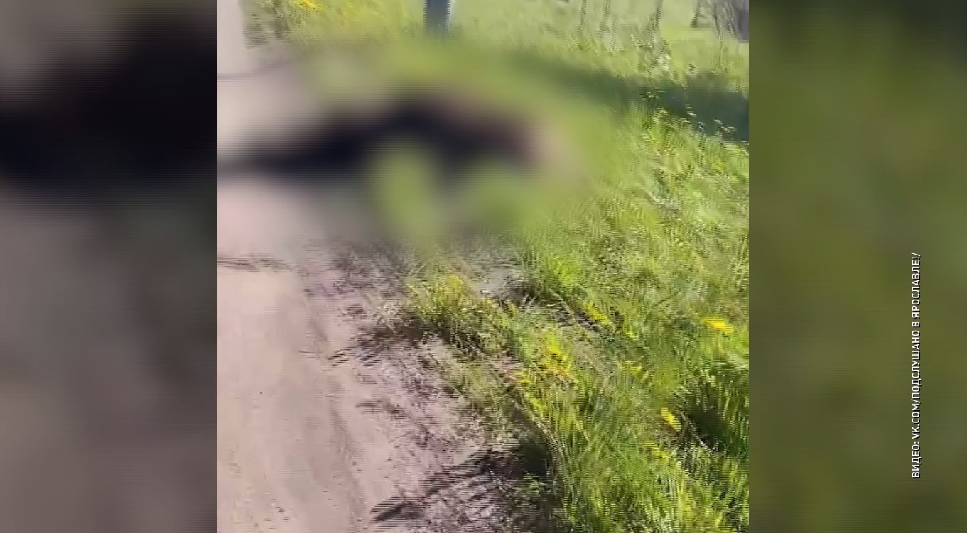 В Ярославской области насмерть сбили лося