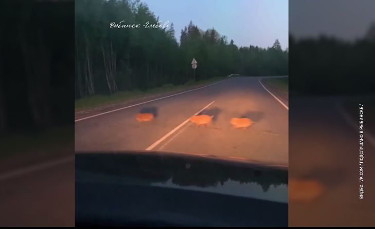 В Ярославской области заметили кабанят, которые перебегали дорогу