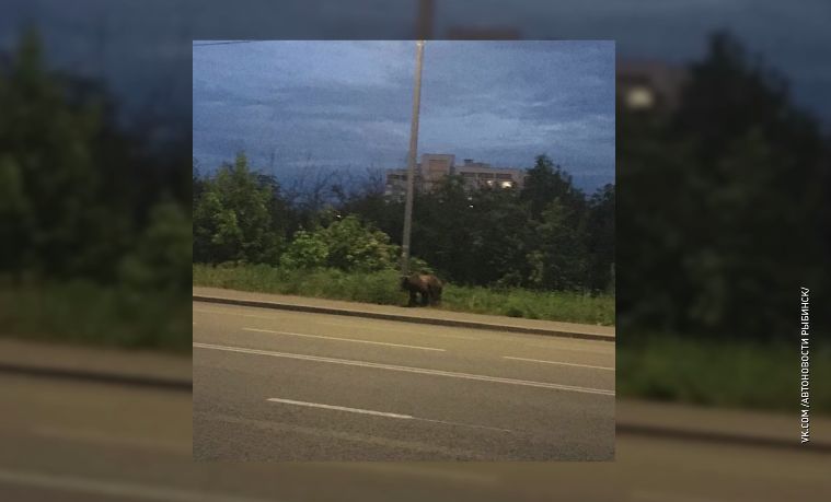 Дикие животные выходят к людям: по улицам Рыбинска бегал медвежонок