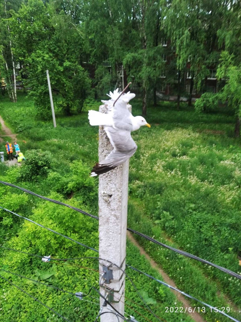 Зацепилась за арматуру: в Ярославле спасатели оказали помощь чайке