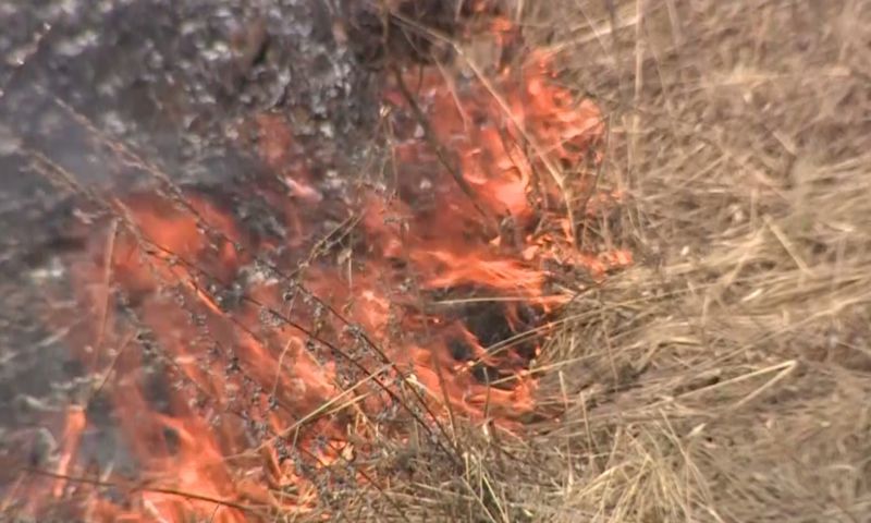 Более 900 патрулирований проведено в Ярославской области для профилактики возгораний в лесах