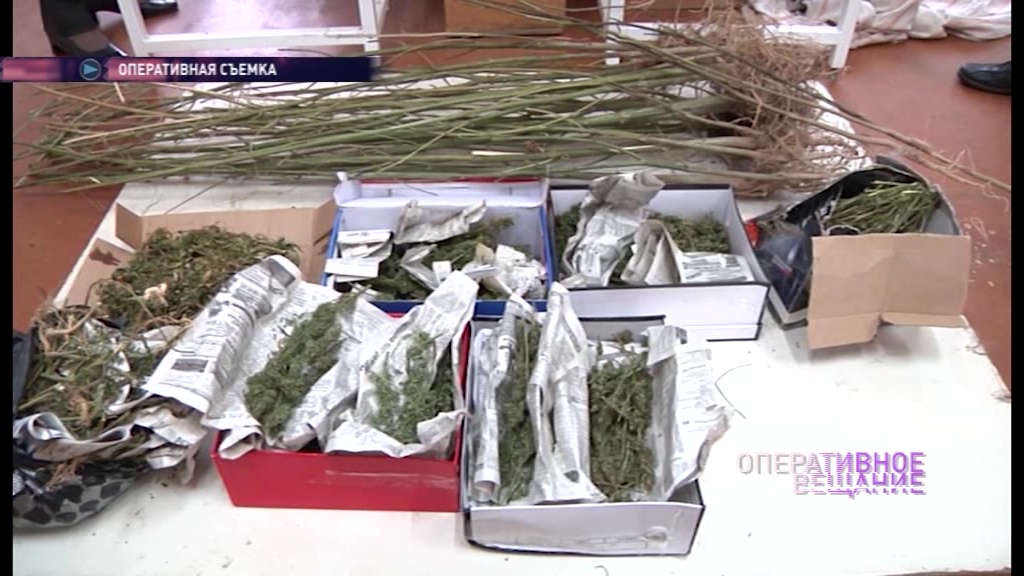 У жителя Ярославской области полицейские изъяли марихуану