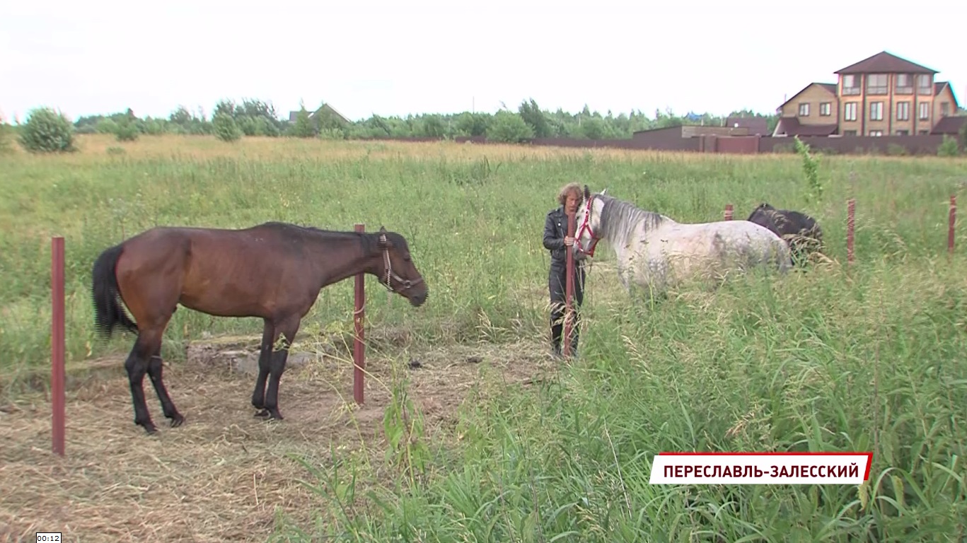 В Переславле готовятся к реконструкции конного похода Александра Невского