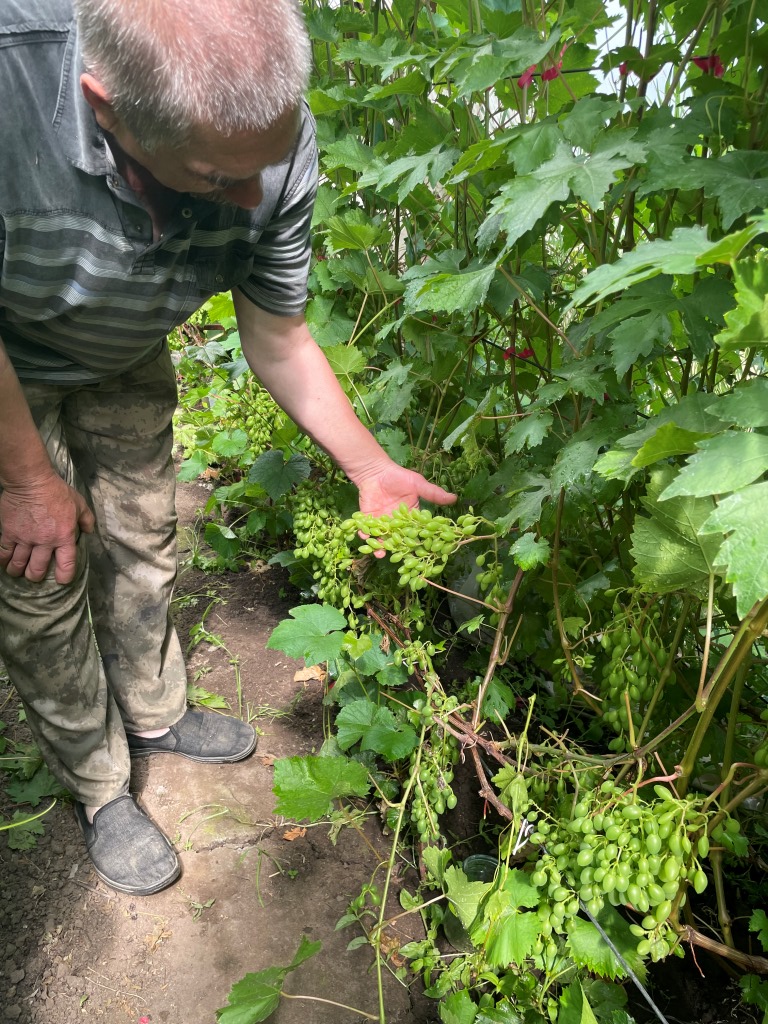 15 сортов винограда вырастил ярославский фермер