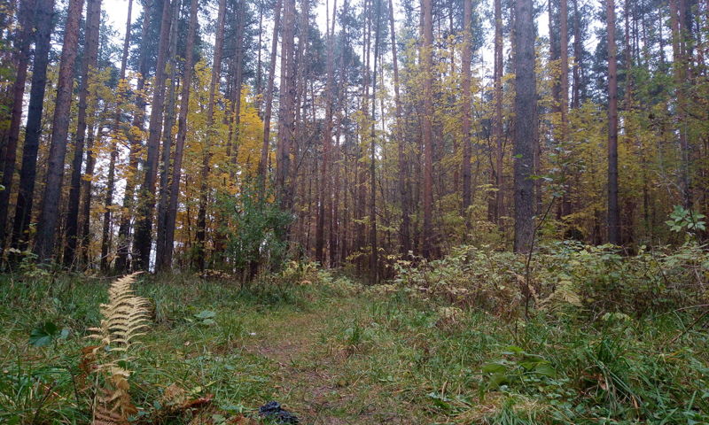 На 300 тысяч оштрафовали ярославцев за пожары в лесах