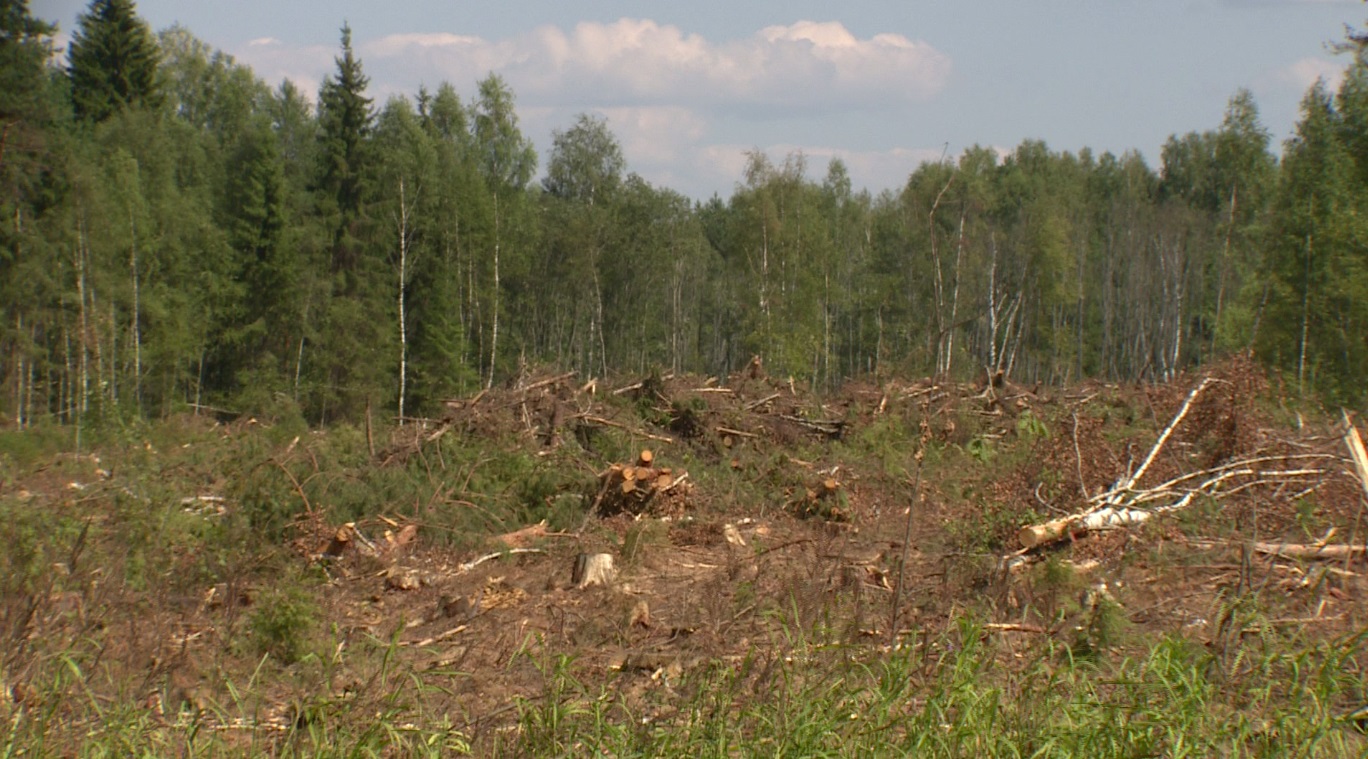 Под Туношной прекратилась вырубка леса