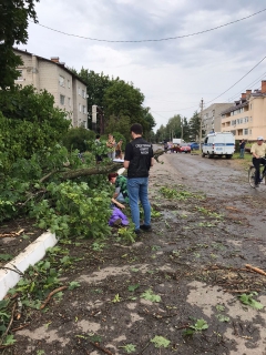 В Ярославской области женщину насмерть придавило деревом