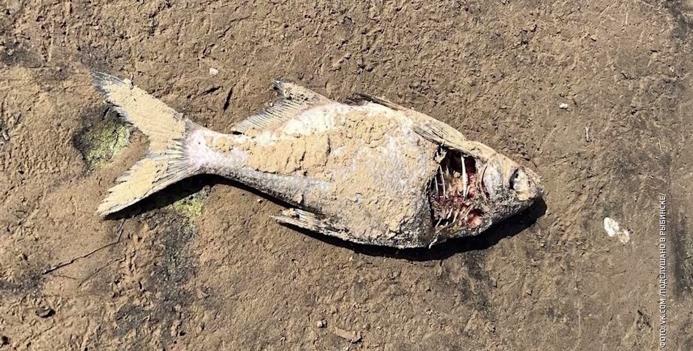 Мертвая рыба на берегах Рыбинского водохранилища взволновала жителей области