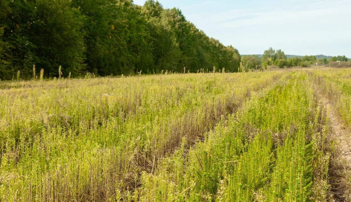 Работы по инвентаризации лесных культур в Ярославской области будут проведены на площади более 8300 га