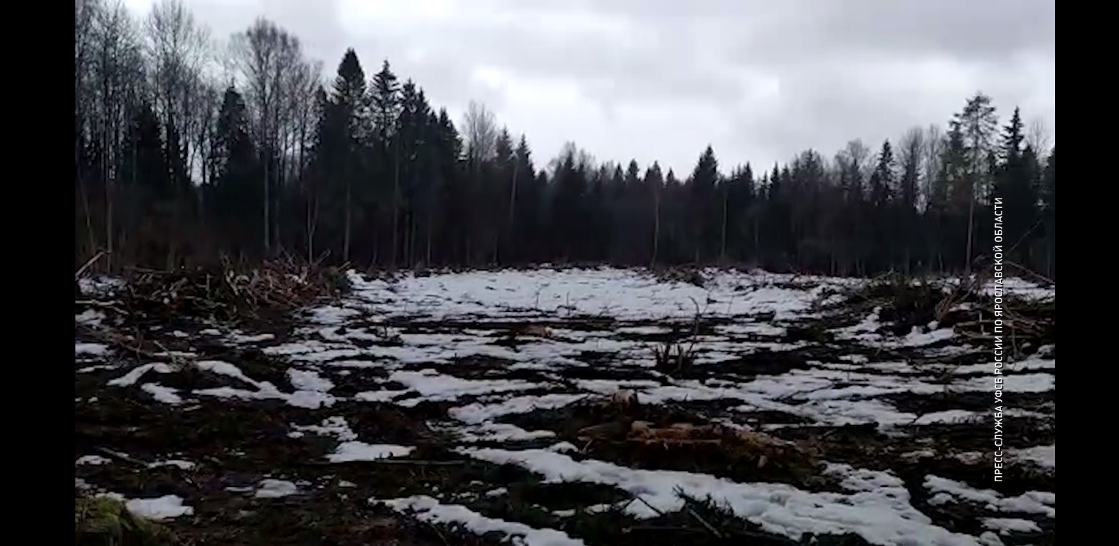 В Ярославской области осудили лесоруба